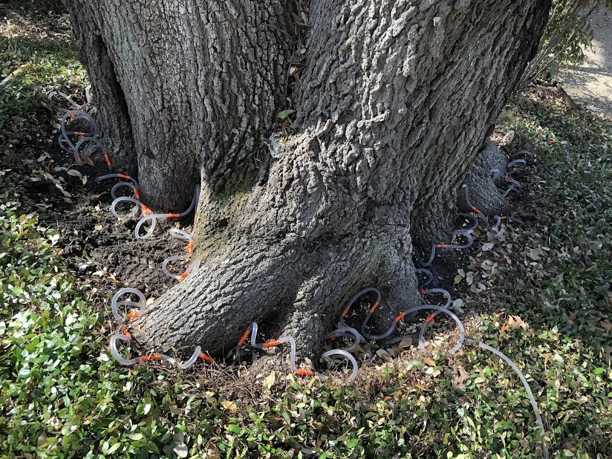 Detailed Tree Cabling and Bracing job site in Centerville